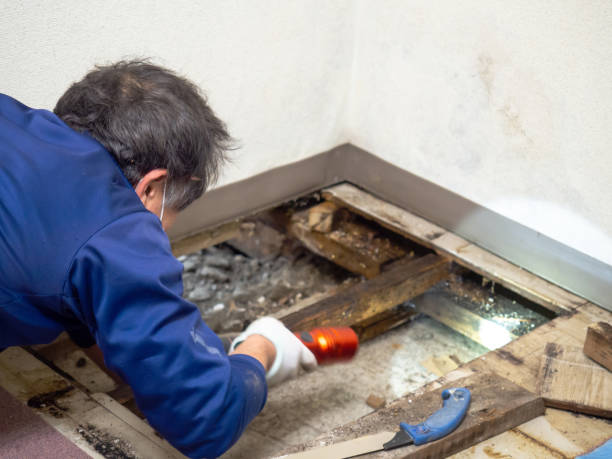 Best Commercial Mold Removal  in Lima, OH