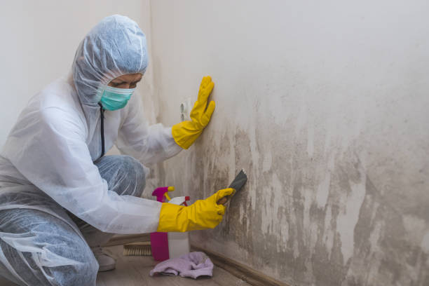 Best Emergency Mold Removal  in Lima, OH