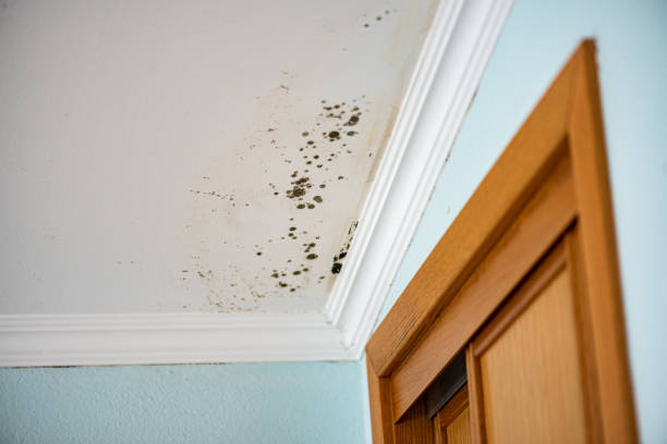 Best Attic Mold Removal  in Lima, OH