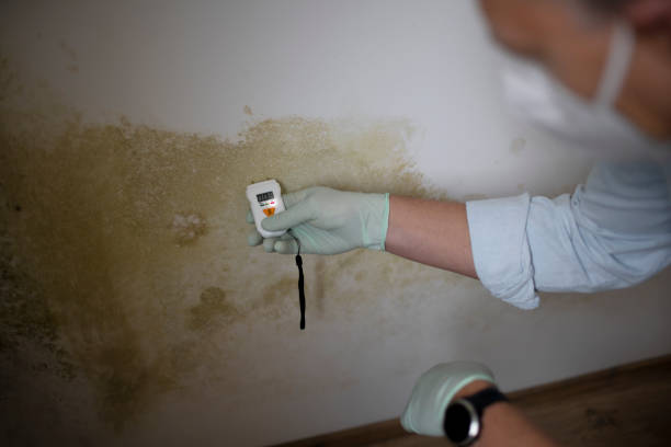 Best Local Mold Removal Service  in Lima, OH