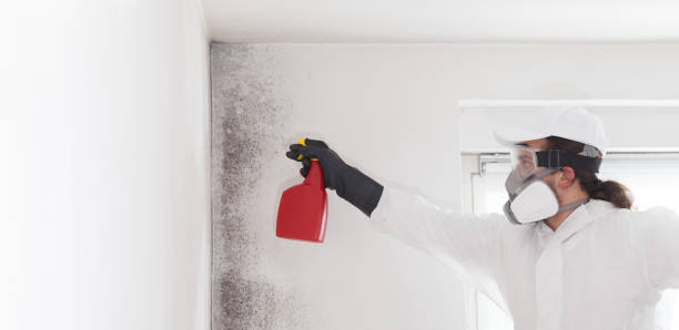 Mold Removal and Inspection in Lima, OH