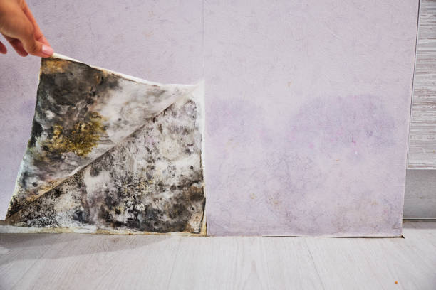Best Fast Mold Removal  in Lima, OH